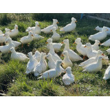 Miniature White Crested Call Ducks